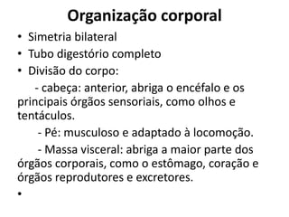 Organização corporal
• Simetria bilateral
• Tubo digestório completo
• Divisão do corpo:
   - cabeça: anterior, abriga o encéfalo e os
principais órgãos sensoriais, como olhos e
tentáculos.
    - Pé: musculoso e adaptado à locomoção.
    - Massa visceral: abriga a maior parte dos
órgãos corporais, como o estômago, coração e
órgãos reprodutores e excretores.
•
 