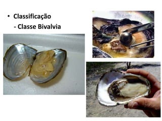 • Classificação
  - Classe Bivalvia
 