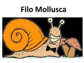 Filo Mollusca
 