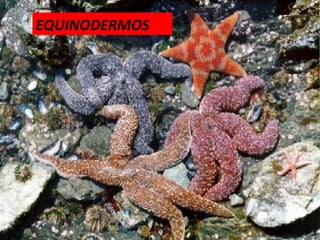 EQUINODERMOS 