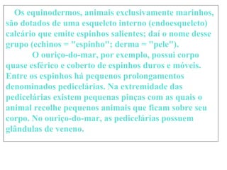       Os equinodermos, animais exclusivamente marinhos, são dotados de uma esqueleto interno (endoesqueleto) calcário que emite espinhos salientes; daí o nome desse grupo (echinos = "espinho"; derma = "pele").              O ouriço-do-mar, por exemplo, possui corpo quase esférico e coberto de espinhos duros e móveis. Entre os espinhos há pequenos prolongamentos denominados pedicelárias. Na extremidade das pedicelárias existem pequenas pinças com as quais o animal recolhe pequenos animais que ficam sobre seu corpo. No ouriço-do-mar, as pedicelárias possuem glândulas de veneno.             