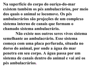 Na superfície do corpo do ouriço-do-mar existem também os pés ambulacrários, por meio dos quais o animal se locomove. Os pés ambulacrários são projeções de um complexo sistema interno de canais que formam o chamado sistema ambulacrário.              Não existe nos outros seres vivos sistema semelhante ao ambulacrário. Esse sistema começa com uma placa perfurada, situada no dorso do animal, por onde a água do mar penetra em seu corpo. A água passa por um sistema de canais dentro do animal e vai até os pés ambulacrários .  