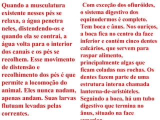 Quando a musculatura existente nesses pés se relaxa, a água penetra neles, distendendo-os e quando ela se contrai, a água volta para o interior dos canais e os pés se recolhem. Esse movimento de distensão e recolhimento dos pés é que permite a locomoção do animal. Eles nunca nadam, apenas andam. Suas larvas flutuam levadas pelas correntes.               Com exceção dos ofiuróides, o sistema digestivo dos equinodermos é completo. Tem boca e ânus. Nos ouriços, a boca fica no centro da face inferior e contém cinco dentes calcários, que servem para raspar alimento, principalmente algas que ficam coladas nas rochas. Os dentes fazem parte de uma estrutura interna chamada lanterna-de-aristóteles. Seguindo a boca, há um tubo digestivo que termina no ânus, situado na face superior. 