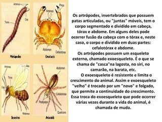 Os artrópodes, invertebrados que possuem patas articuladas, ou "juntas" móveis, tem o corpo segmentado e dividido em cabeça, tórax e abdome. Em alguns deles pode ocorrer fusão da cabeça com o tórax e, neste caso, o corpo e dividido em duas partes: cefalotórax e abdome. Os artrópodes possuem um esqueleto externo, chamado exoesqueleto. É o que se chama de "casca"na lagosta, no siri, no camarão, na barata, etc.        O exoesqueleto é resistente e limita o crescimento do animal. Assim e exoesqueleto "velho" é trocado por um "novo" e folgado, que permite a continuidade do crescimento. Essa troca do exoesqueleto que pode ocorrer várias vezes durante a vida do animal, é chamada de muda. 