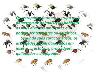 Os artrópodes formam o grupo mais numeroso de animais. Eles habitam  os mais diversos ambientes que podem ser terrestres ou aquáticos.       Segundo suas características, os artrópodes foram agrupados em insetos, crustáceos, aracnídeos, quilópodes e diplópodes. 