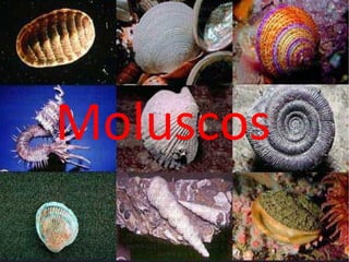 Moluscos 