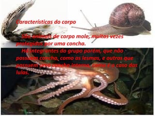 Características do corpo      São animais de corpo mole, muitas vezes protegidos por uma concha.      Há integrantes do grupo porém, que não possuem concha, como as lesmas, e outros que possuem uma concha interna, como é o caso das lulas. 
