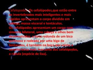 Cefalopodes:  Os cefalópodes,que estão entre os invertebrados mais inteligentes e mais rápidos apresentam o corpo dividido em cabeça, massa visceral e tentáculos. Os cefalópodes apresentam um corpo com simetria bilateral, uma cabeça e olhos bem desenvolvidos, a boca redonda de um bico quitinoso e rodeada por uma biga de tentaculos, é também na boca que existe a característica mais marcante dos cefalópodos, a rádula (espécie de lixa). 