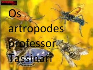 Os artropodes  professor Tassinari 