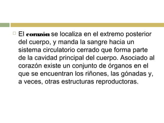 El corazón se localiza en el extremo posterior
del cuerpo, y manda la sangre hacia un
sistema circulatorio cerrado que forma parte
de la cavidad principal del cuerpo. Asociado al
corazón existe un conjunto de órganos en el
que se encuentran los riñones, las gónadas y,
a veces, otras estructuras reproductoras.
 