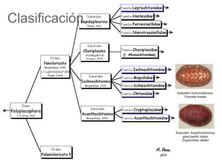 Clasificación
Suborden Ischnochitonina:
Tonicella lineata
Suborden Acanthochitonina:
giant pacific chiton
Cryptochiton stelleri
 