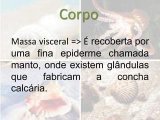 Corpo
Massa visceral => É recoberta por
uma fina epiderme chamada
manto, onde existem glândulas
que     fabricam     a   concha
calcária.
 
