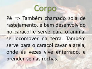Corpo
Pé => Também chamado sola de
rastejamento, é bem desenvolvido
no caracol e serve para o animal
se locomover na terra. Também
serve para o caracol cavar a areia,
onde às vezes vive enterrado, e
prender-se nas rochas.
 