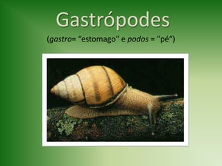 Gastrópodes
(gastro= “estomago" e podos = "pé“)
 