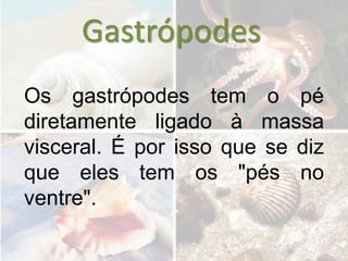 Gastrópodes
Os gastrópodes tem o pé
diretamente ligado à massa
visceral. É por isso que se diz
que eles tem os "pés no
ventre".
 
