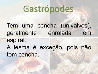 Gastrópodes
Tem uma concha (univalves),
geralmente   enrolada    em
espiral.
A lesma é exceção, pois não
tem concha.
 