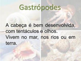 Gastrópodes

A cabeça é bem desenvolvida,
com tentáculos e olhos.
Vivem no mar, nos rios ou em
terra.
 