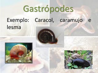 Gastrópodes
Exemplo: Caracol, caramujo e
lesma
 