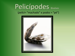 Pelicípodes                Bivalves
(pelici= “machado" e podos = "pé“)
 