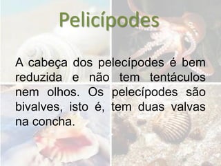 Pelicípodes
A cabeça dos pelecípodes é bem
reduzida e não tem tentáculos
nem olhos. Os pelecípodes são
bivalves, isto é, tem duas valvas
na concha.
 
