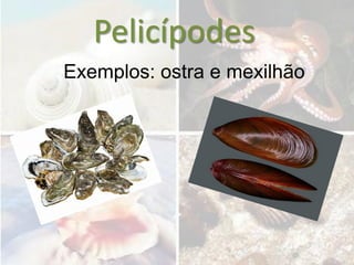 Pelicípodes
Exemplos: ostra e mexilhão
 