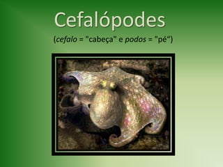 Cefalópodes
(cefalo = "cabeça" e podos = "pé“)
 