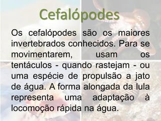 Cefalópodes
Os cefalópodes são os maiores
invertebrados conhecidos. Para se
movimentarem,       usam       os
tentáculos - quando rastejam - ou
uma espécie de propulsão a jato
de água. A forma alongada da lula
representa uma adaptação à
locomoção rápida na água.
 
