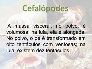 Cefalópodes
 A massa visceral, no polvo, é
volumosa; na lula, ela é alongada.
No polvo, o pé é transformado em
oito tentáculos com ventosas; na
lula, existem dez tentáculos.
 