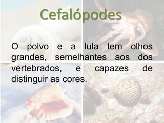 Cefalópodes
O polvo e a lula tem olhos
grandes, semelhantes aos dos
vertebrados,     e   capazes de
distinguir as cores.
 