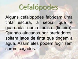 Cefalópodes
Alguns cefalópodes fabricam uma
tinta escura, a sépia, que é
guardada numa bolsa (tinteiro).
Quando atacados por predadores,
soltam jatos de tinta que tingem a
água. Assim eles podem fugir sem
serem caçados.
 