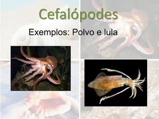 Cefalópodes
Exemplos: Polvo e lula
 