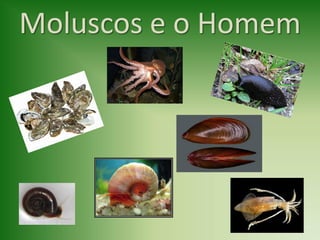 Moluscos e o Homem
 