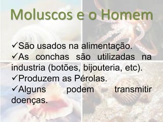 Moluscos e o Homem
São usados na alimentação.
As conchas são utilizadas na
industria (botões, bijouteria, etc).
Produzem as Pérolas.
Alguns        podem        transmitir
doenças.
 