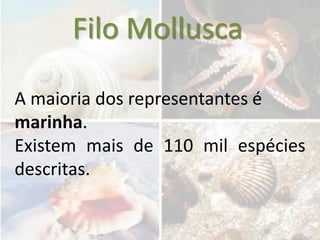 Filo Mollusca

A maioria dos representantes é
marinha.
Existem mais de 110 mil espécies
descritas.
 