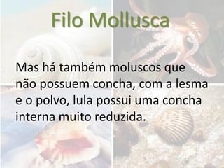 Filo Mollusca
Mas há também moluscos que
não possuem concha, com a lesma
e o polvo, lula possui uma concha
interna muito reduzida.
 