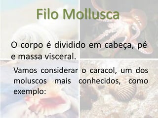Filo Mollusca
O corpo é dividido em cabeça, pé
e massa visceral.
Vamos considerar o caracol, um dos
moluscos mais conhecidos, como
exemplo:
 