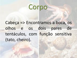 Corpo
Cabeça => Encontramos a boca, os
olhos e os dois pares de
tentáculos, com função sensitiva
(tato, cheiro).
 