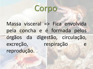 Corpo
Massa visceral => Fica envolvida
pela concha e é formada pelos
órgãos da digestão, circulação,
excreção,      respiração      e
reprodução.
 