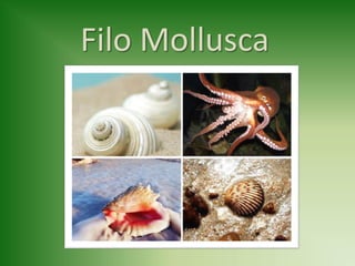 Filo Mollusca
 