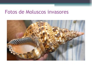 Fotos de Moluscos invasores
 