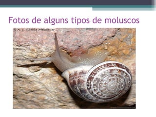 Fotos de alguns tipos de moluscos
 