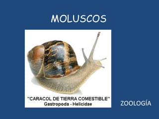 MOLUSCOS ZOOLOGÍA 