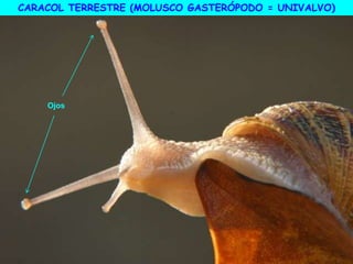 Ojos
CARACOL TERRESTRE (MOLUSCO GASTERÓPODO = UNIVALVO)
 