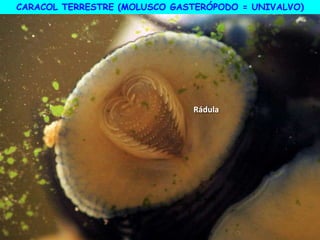 Rádula
CARACOL TERRESTRE (MOLUSCO GASTERÓPODO = UNIVALVO)
 