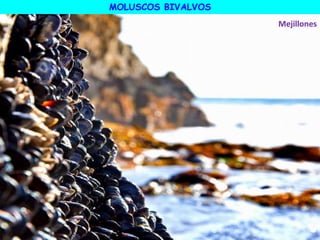 Mejillones
MOLUSCOS BIVALVOS
 