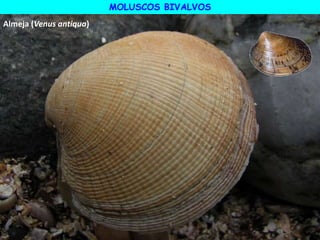 Almeja (Venus antiqua)
MOLUSCOS BIVALVOS
 