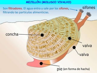 MEJILLÓN (MOLUSCO VIVALVO)
(en forma de hacha)
Son filtradores. El agua entra y sale por los sifones,
filtrando las partículas alimenticias.
 