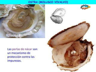 OSTRA (MOLUSCO VIVALVO)
Las perlas de nácar son
un mecanismo de
protección contra las
impurezas.
 