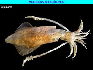MOLUSCOS CEFALÓPODOS
Calamares
 