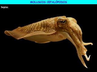 MOLUSCOS CEFALÓPODOS
Sepias
 